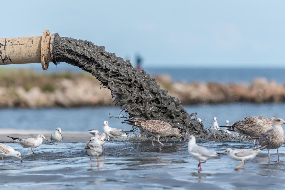 Water Pollution-Birds